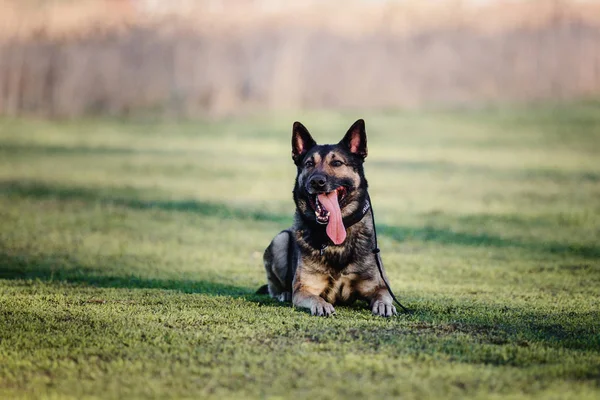 Malinois Hund Belgischer Schäferhund — Stockfoto