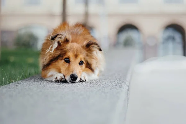 Shetland Shepdog Kutya Képzés — Stock Fotó