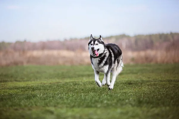 Собака Хаски Поле — стоковое фото