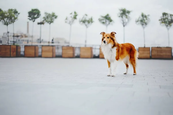 Shetland Sheepdog Een Wandeling — Stockfoto