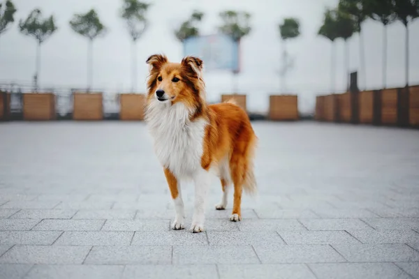 Shetland Schäferhund Bei Einem Spaziergang — Stockfoto