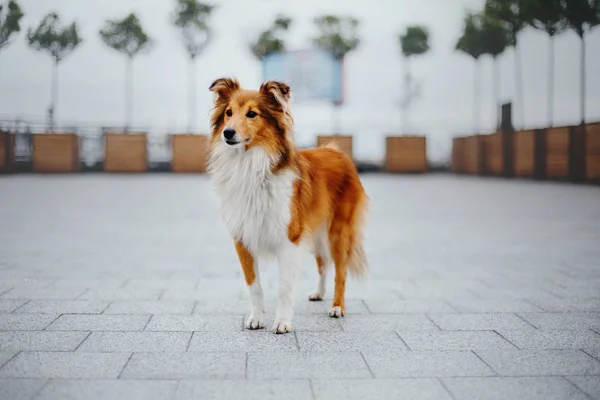 Shetland Cane Pastore Una Passeggiata — Foto Stock