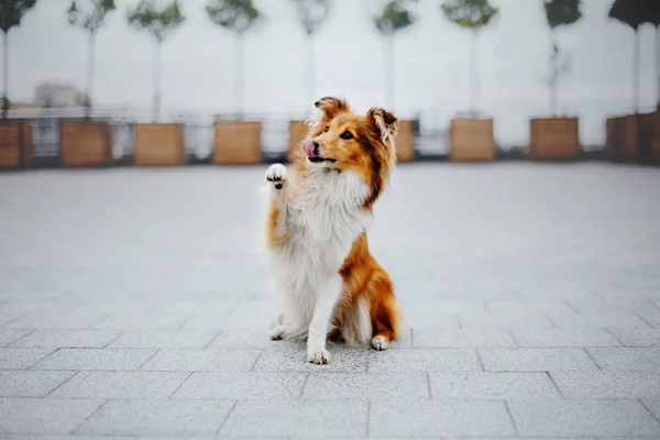 Shetland Perro Pastor Paseo — Foto de Stock