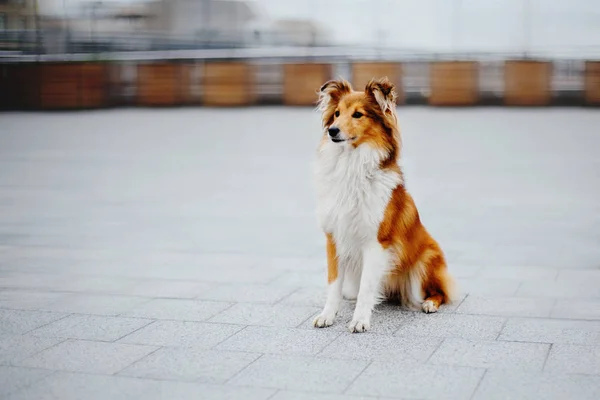 Shetland Anjing Gembala Jalan Jalan — Stok Foto