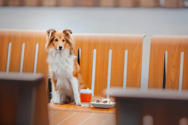 Shetland Sheepdog Promenad — Stockfoto