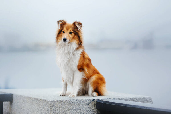 Shetland sheepdog on a walk