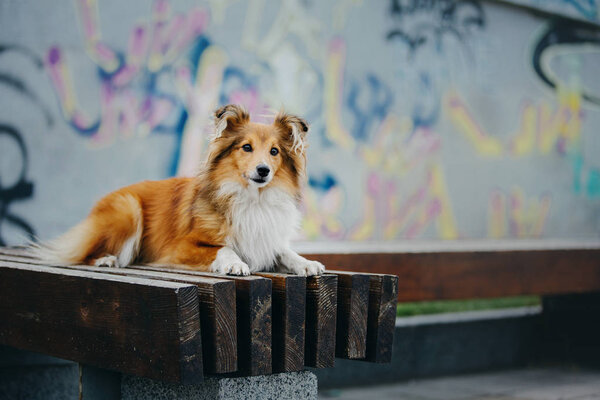 Shetland sheepdog on a walk