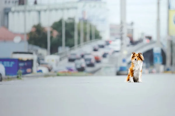 Shetland Schäferhund Bei Einem Spaziergang — Stockfoto