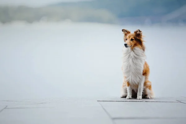 Shetland Cão Pastor Uma Caminhada — Fotografia de Stock