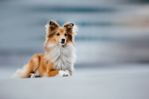 Shetland sheepdog on a walk