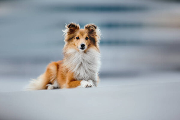 Shetland sheepdog on a walk