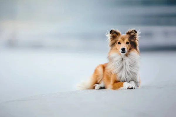 Sheltie Procházce — Stock fotografie