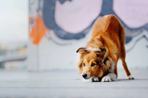 Shetland Schäferhund Bei Einem Spaziergang — Stockfoto