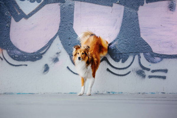 Shetland sheepdog on a walk