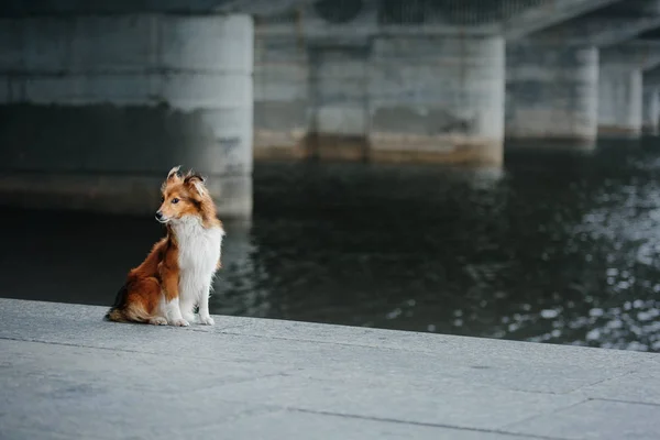 Chien Berger Des Shetland Promenade — Photo