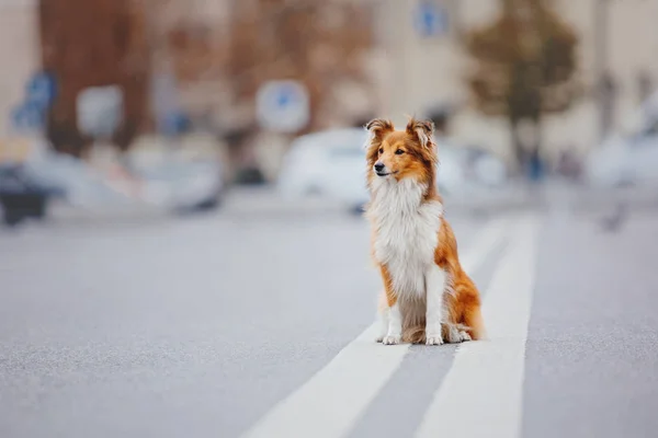 Sheltie Procházce — Stock fotografie