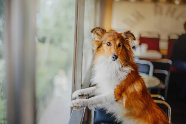 Shetland Anjing Gembala Jalan Jalan — Stok Foto