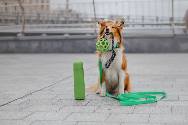 Shetland çoban köpeği yürüyüşe