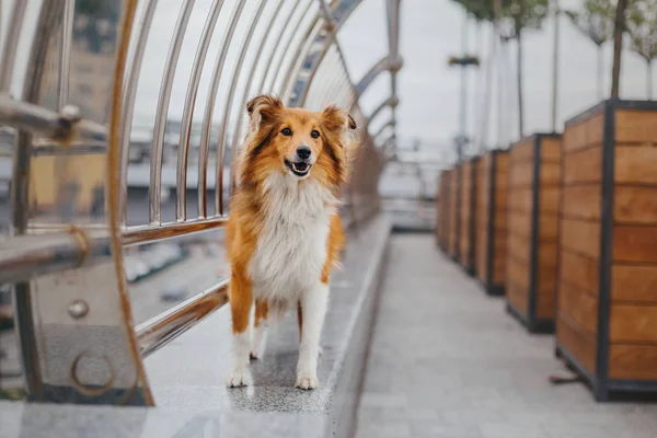 Shetland Sheepdog Walk — Stock Photo, Image