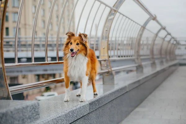 Sheltie Procházce — Stock fotografie