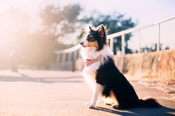 Sheltie Pies Tle Jesiennych — Zdjęcie stockowe