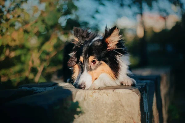 Sheltie Hund Hösten Bakgrunden — Stockfoto