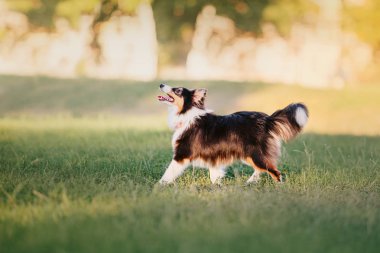Sığınak köpek sonbahar arka plan üzerinde