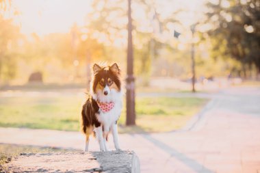 Sheltie dog on the autumn background clipart