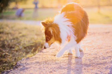 Sığınak köpek sonbahar arka plan üzerinde