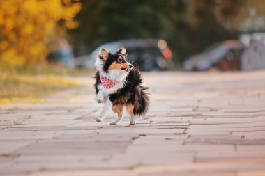 Sığınak köpek sonbahar arka plan üzerinde