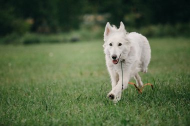 Beyaz İsviçre çoban yeşil çimenlerin üzerinde çalışır