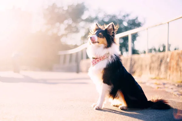 Sheltie Hond Herfst Achtergrond — Stockfoto