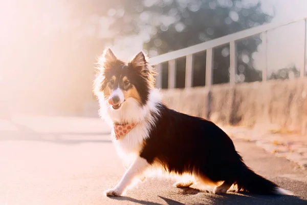 Anjing Sheltie Latar Belakang Musim Gugur — Stok Foto