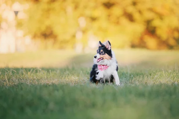 秋の背景にシェルティー犬 — ストック写真