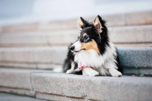 Anjing Sheltie Latar Belakang Musim Gugur — Stok Foto