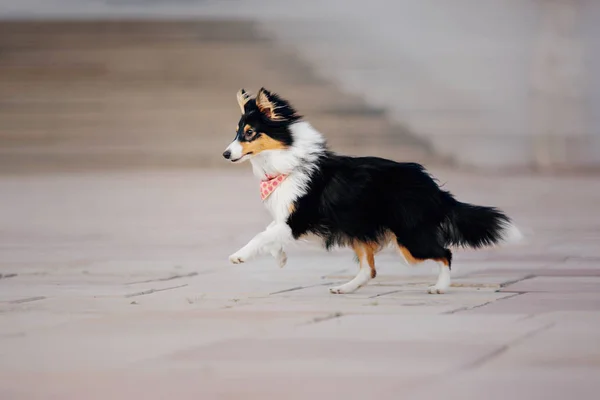 Sheltie Chien Sur Fond Automne — Photo