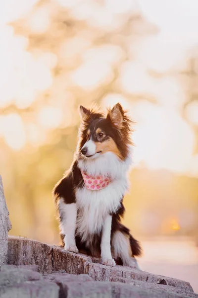 Sheltie Perro Fondo Otoño — Foto de Stock