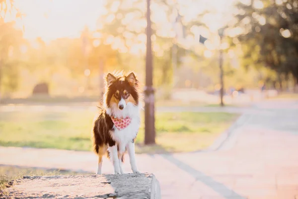 Sheltie Hond Herfst Achtergrond — Stockfoto