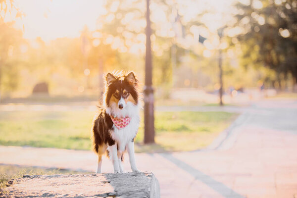 Sheltie dog on the autumn background