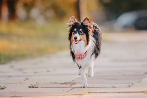Anjing Sheltie Latar Belakang Musim Gugur — Stok Foto