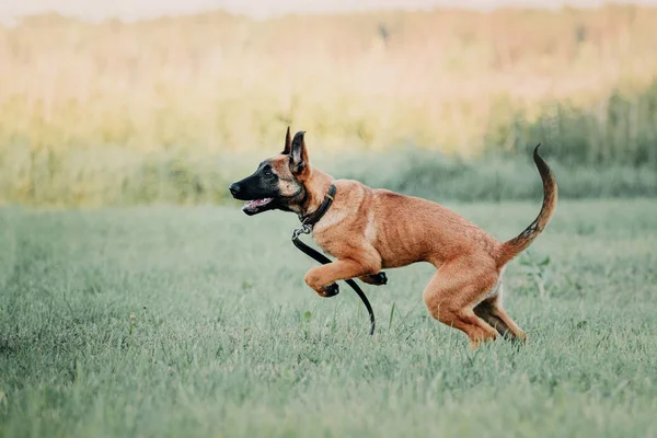 Belgijski Malinois Szczeniak Odkryty — Zdjęcie stockowe