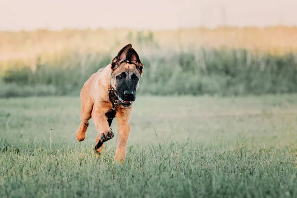 Belçikalı Malinois Köpek Yavrusu Açık — Stok fotoğraf