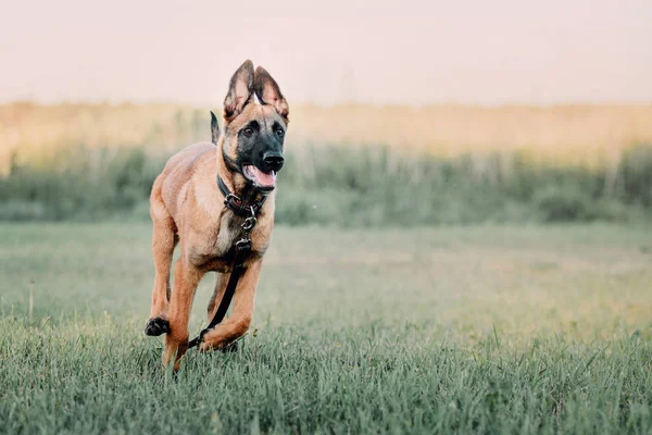 Belgian Malinois Puppy Outdoor — Stock Photo, Image