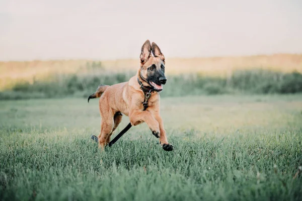 Belçikalı Malinois Köpek Yavrusu Açık — Stok fotoğraf