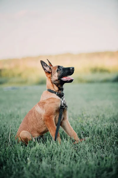 Belgiska Malinois Valp Utomhus — Stockfoto