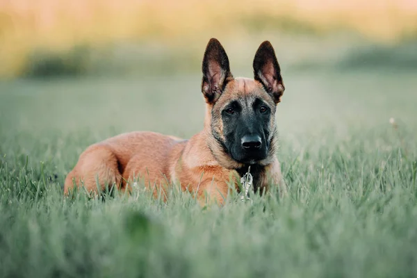 벨기에 Malinois 강아지 — 스톡 사진