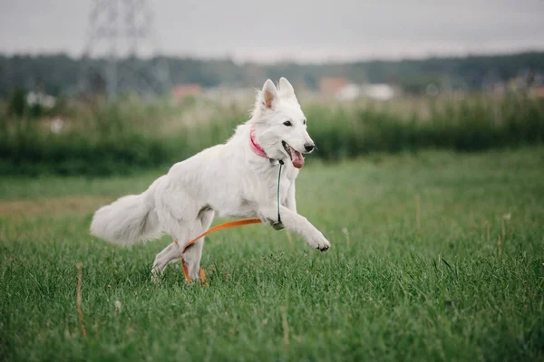 White Swiss Shepherd Runs Green Grass — Stok Foto