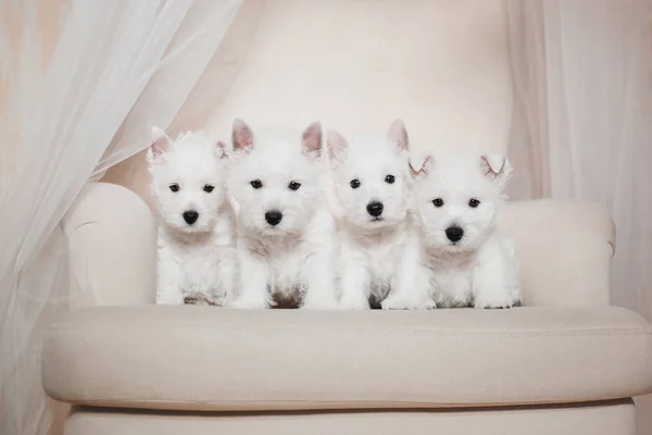 West Highland White Terrier Puppy — Stock Photo, Image