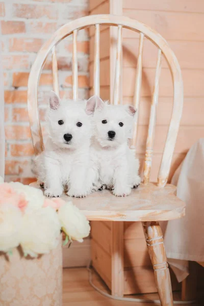 West Highland White Terrier Puppy — Stock Photo, Image