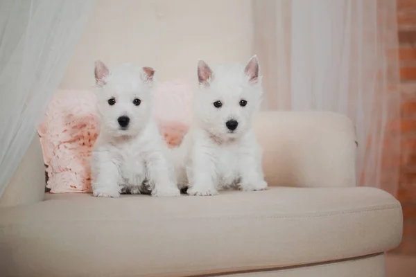 West Highland White Terrier Cucciolo — Foto Stock